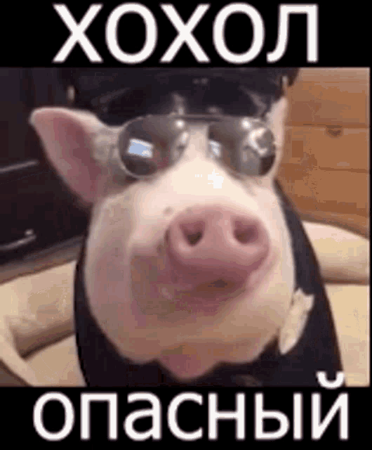 a pig wearing sunglasses is sitting on a bed with a sign in russian behind it .