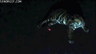 Tigerattack Shiva GIF - Tigerattack Tiger Shiva GIFs