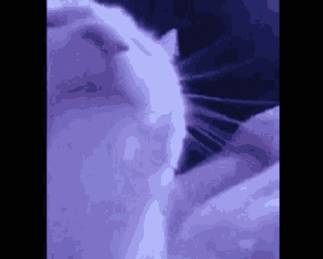 a close up of a white cat 's face against a blue background .