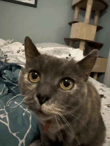 a close up of a cat 's face looking at the camera
