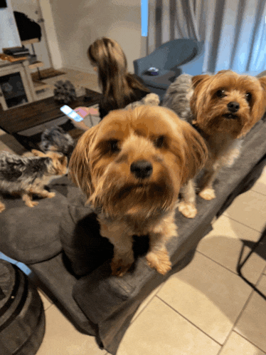 a group of small dogs are sitting on a couch