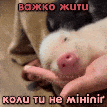 a pig is being held in someone 's hands with a caption in russian