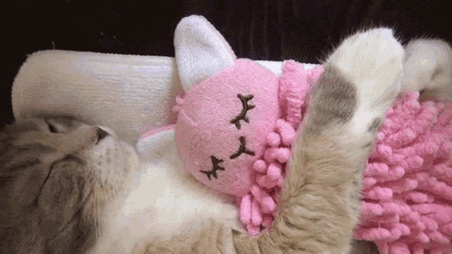 Cat Hug GIF - Cat Hug Cute GIFs