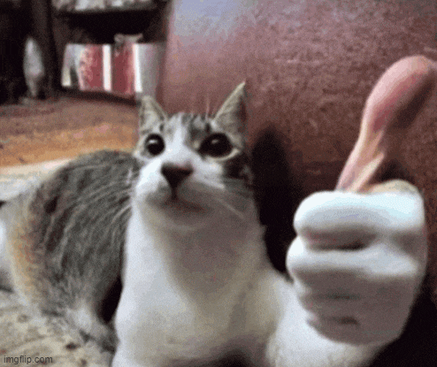 a gray and white cat is laying on a couch and looking at the camera while a person holds its paw up .