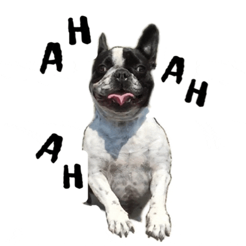 a black and white dog is surrounded by letters that say ah