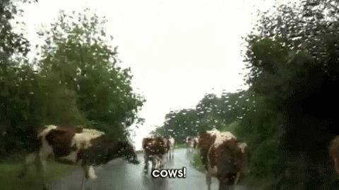 Cow Attacking Car GIF - Cows Road Raining GIFs