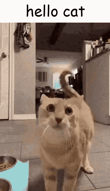 Hello Cat Hello GIF - Hello Cat Hello Cat GIFs