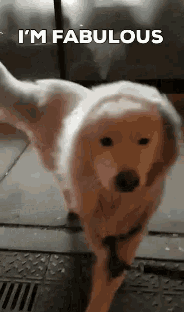 Samoyede Dog GIF - Samoyede Samoyed Dog GIFs