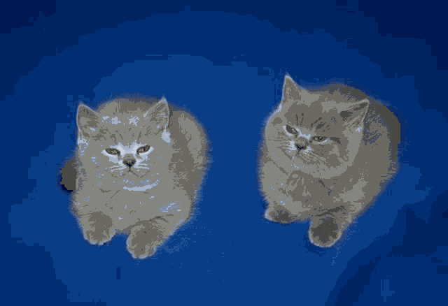 Cat Kitty GIF - Cat Kitty Just The Two Of Us GIFs