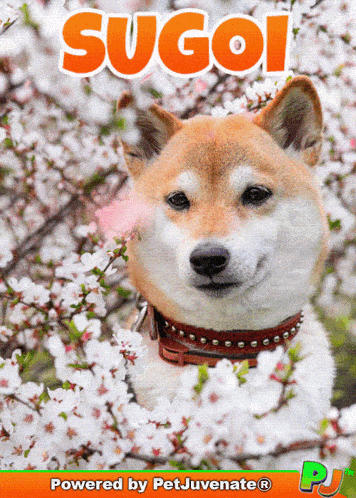 a picture of a dog surrounded by flowers with the name sugoi on the bottom