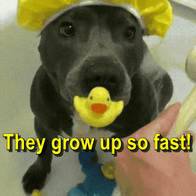 They Grow Up So Fast Funny Animals GIF - They Grow Up So Fast Funny Animals GIFs
