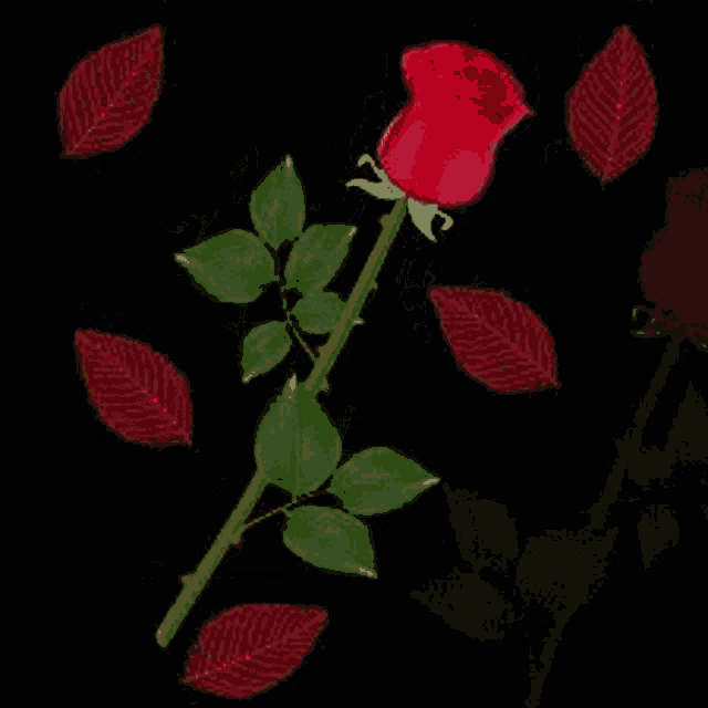 a red rose is surrounded by red leaves on a black background