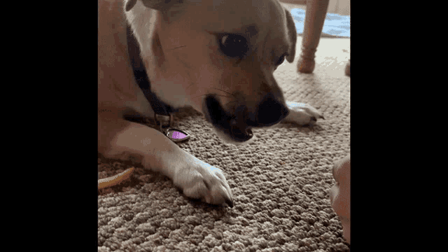 a dog with a purple tag on its neck
