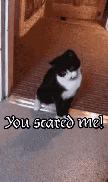 You Scared Me Kitten Reaction GIF - You Scared Me Kitten Reaction Scaredy Cat GIFs