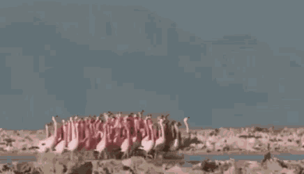a flock of flamingos standing on top of a sandy beach in the desert .