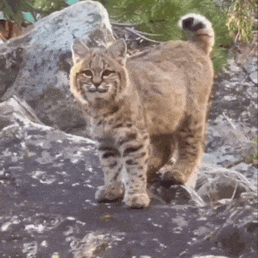Cute Lynx Cub GIF - Cute Lynx Cub GIFs
