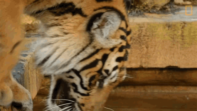 a close up of a tiger 's face with a national geographic logo visible in the corner