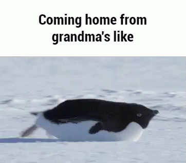 Coming Home From Grandma'S - Coming GIF - Coming Grandma Penguin GIFs