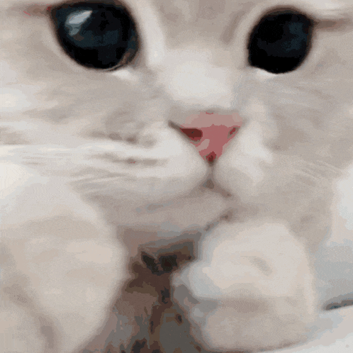 a close up of a white cat 's face with blue eyes