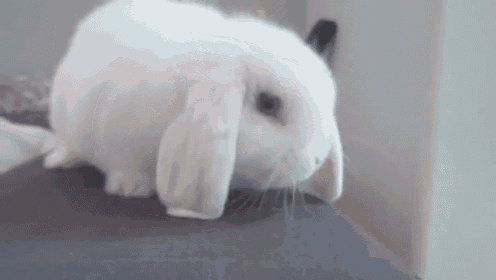 a white rabbit with long ears is sitting on top of a bed .