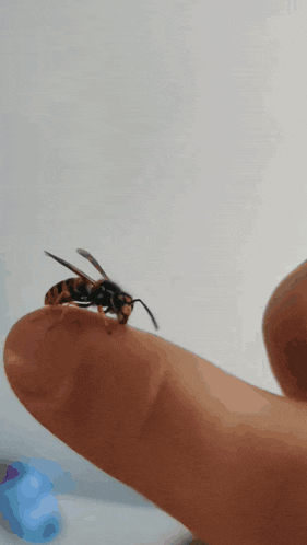 a close up of a wasp sitting on a finger
