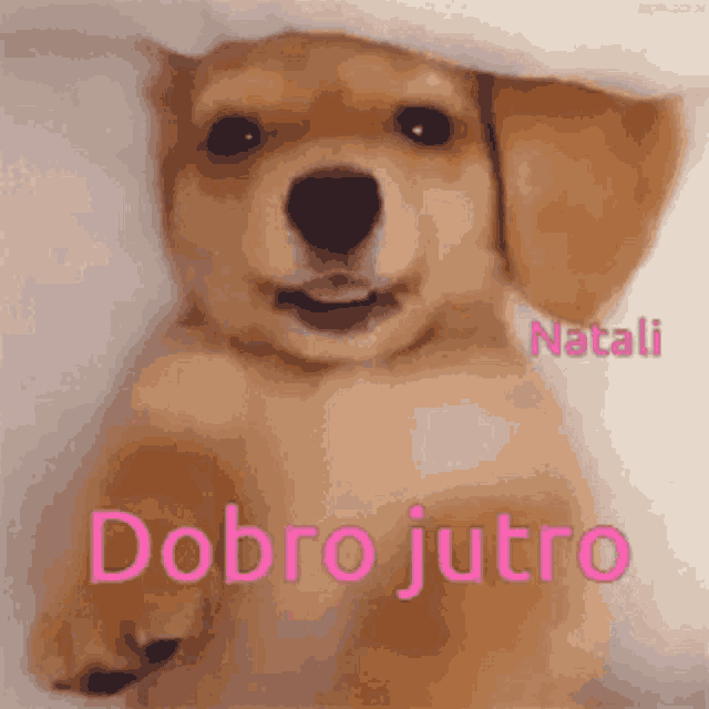 a puppy is sitting under a blanket with the words dobro jutro in pink .