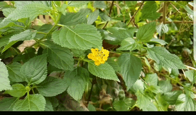 Nature Butterfly GIF - Nature Butterfly GIFs