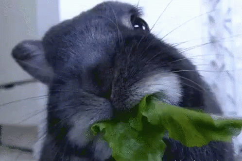 Kelinci Makan Sayur GIF - Rabbit Eating Eat GIFs
