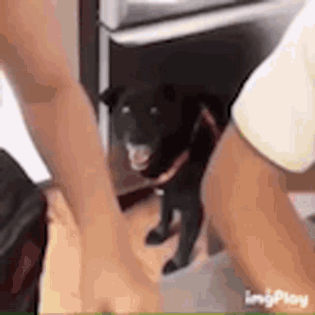 a black dog is standing on a wooden floor next to a person .