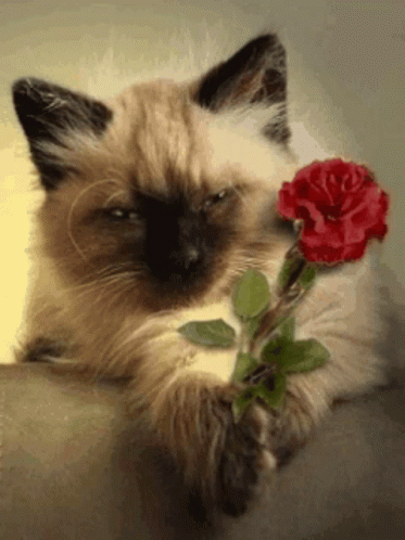 Cat Love GIF - Cat Love Rose GIFs