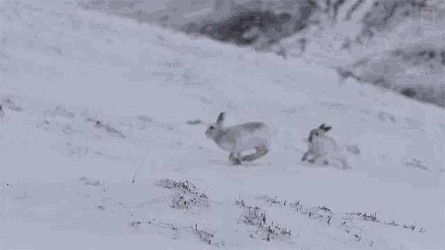 The Female Is Either Telling The Males That She Is Not Ready To Mate Or Testing Their Agility Before Accepting GIF - The Female Is Either Telling The Males That She Is Not Ready To Mate Or Testing Their Agility Before Accepting National Geographic GIFs
