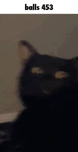 a close up of a black cat 's face with balls 453 written on the bottom .