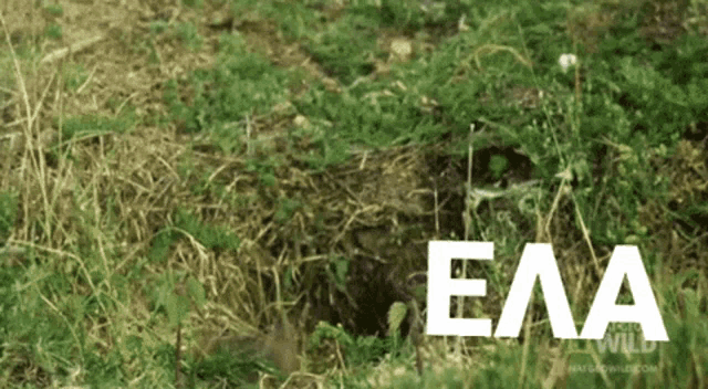 the word eaa that is on a grass field