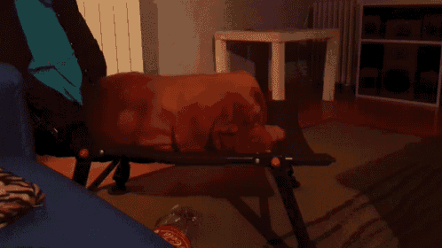 a coca cola bottle sits next to a dog on a bench