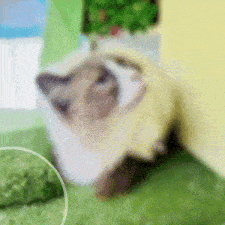a blurred image of a cat laying on a green carpet