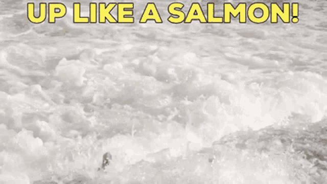 Up Like A Salmon Salmon Jump GIF - Up Like A Salmon Salmon Jump Salmon Leap GIFs