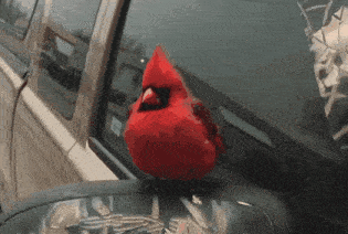 a red cardinal is perched on the hood of a vehicle