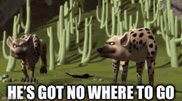 a couple of hyenas standing next to each other in a field .