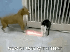 a dog and a cat are playing with a laser pointer in a cage .