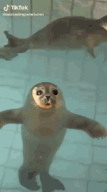 a seal is swimming in the water with its eyes closed and looking at the camera .