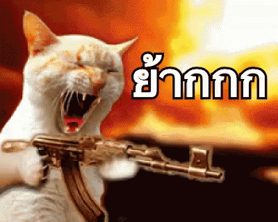 แมว โมโห ย้ากกก GIF - Angry Cat Shooting Gun GIFs
