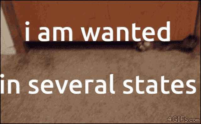 Cat Is Wanted In Several States GIF - Cat Is Wanted In Several States GIFs