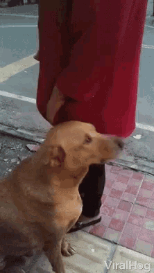 a dog is sniffing a person 's arm in a video that is being uploaded to viralhog.com