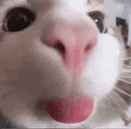 a close up of a white cat 's face with a pink nose and tongue sticking out .