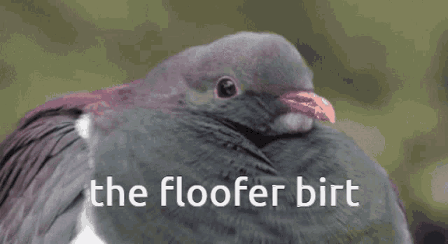 Floof Pigeon GIF - Floof Pigeon Birt GIFs