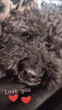 a close up of a dog laying down with the words love you written above it