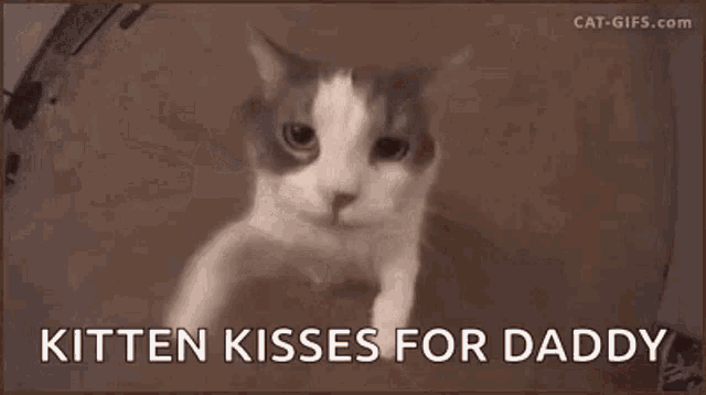 a close up of a cat with the words `` kitten kisses for daddy '' written on the bottom .