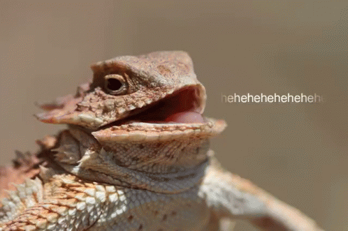Hornedizard Laughing GIF - Hornedizard Laughing Reptile GIFs