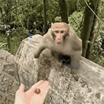a monkey is sitting on a rock looking at a person 's hand holding a berry .