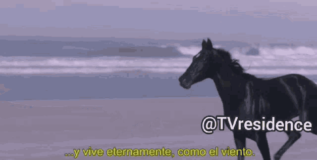 a black horse is running on a beach with the words " @tvresidence " written below it